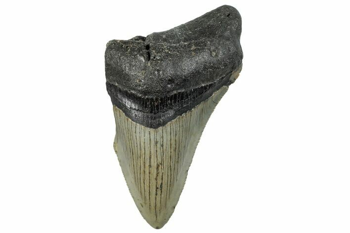 Bargain, Fossil Megalodon Tooth - Serrated Blade #295441